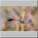Sympetrum sanguineum - Blutrote Heidelibelle 01c Paarung.jpg